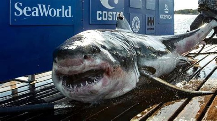 Massive 12-foot shark called 'Ironbound' spotted off coast of Georgia and South Carolina as 1,189lbs beast heads north