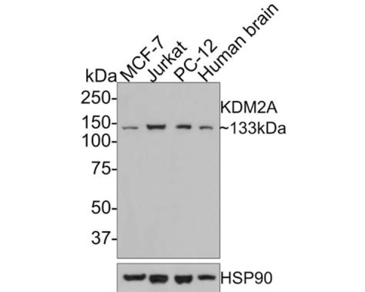 استخدمت مها احدى الخرافات التي اقتنتها لتخريم ورق دائريه . مطلوب الحل