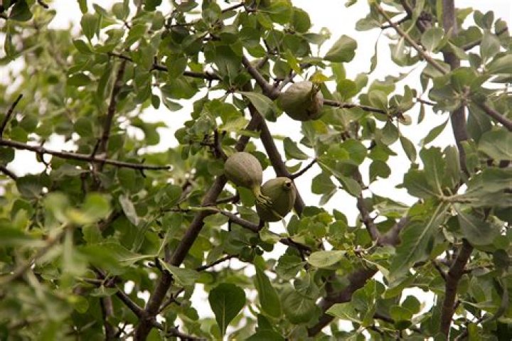 هي إحدى طرق التكاثر اللاجنسي التي يتم من خلالها إنتاج أفراد جديدين بنمو الفرد على جسم أحد الأبوين.