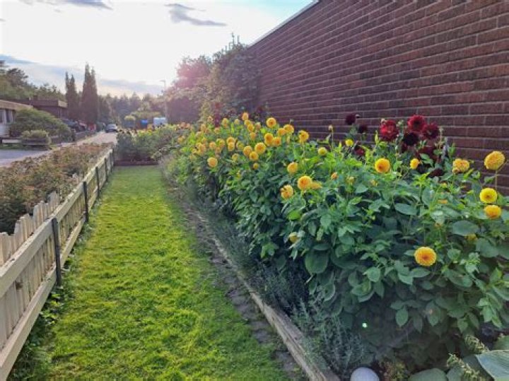 اختصار صباح الخير بالانجليزي