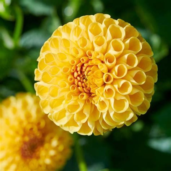 بحث عن السمنة والنحافة وفقر الدم