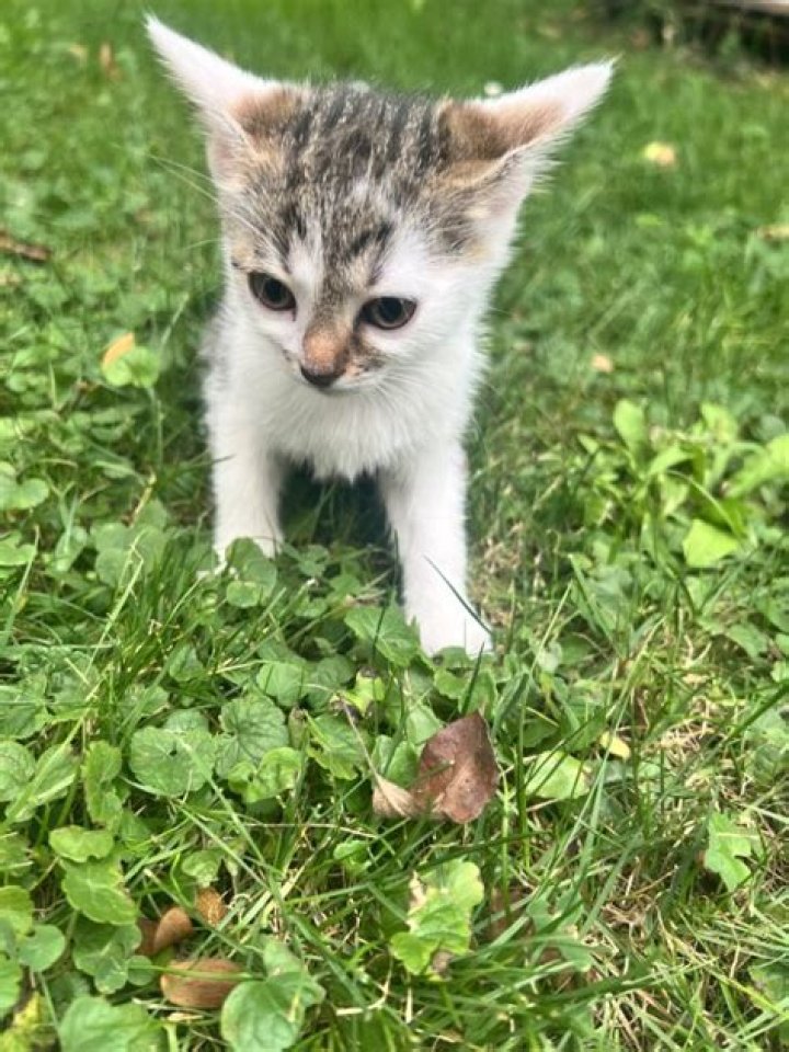 يجب تهوية غرفة المريض يوميا حتى يتجدد الهواء صح أم خطأ