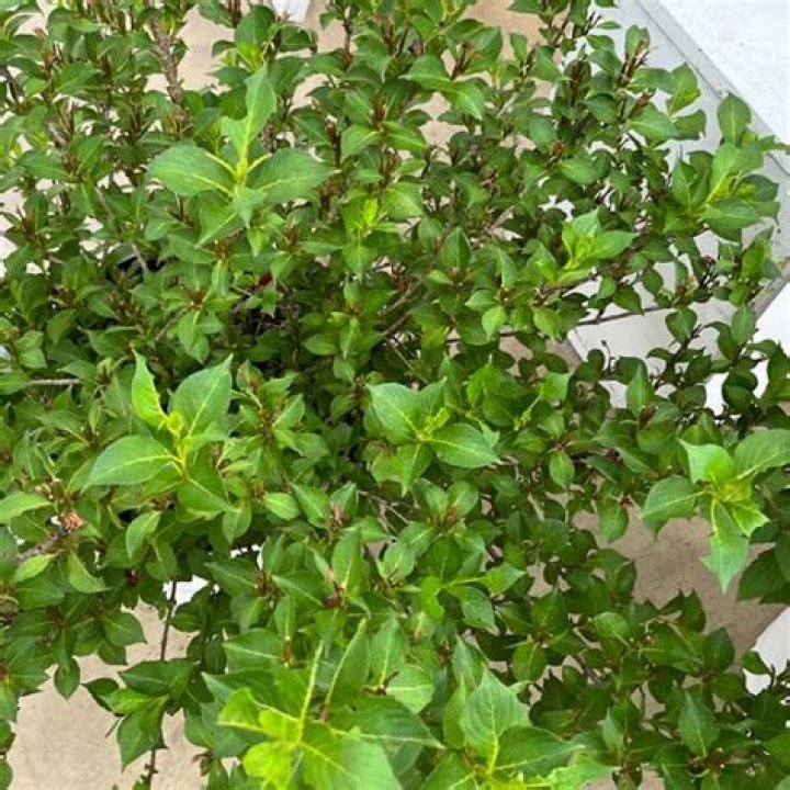 نظام الاجازات الدفاع المدني 1443 / 2022