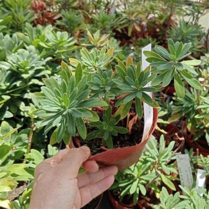 معنى الرحمن هو الذي اتصف بالرحمة الواسعة