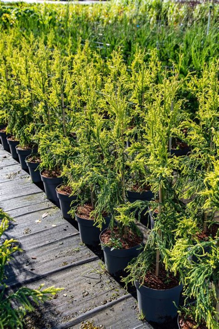 بطاقة تهنئة تخرج من الجامعة بجودة عالية جاهزة للطباعة