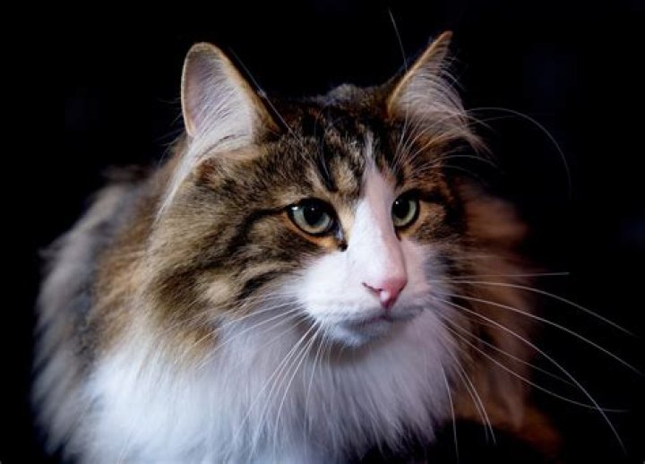 25 Hardest Cat Breeds to Take Care of