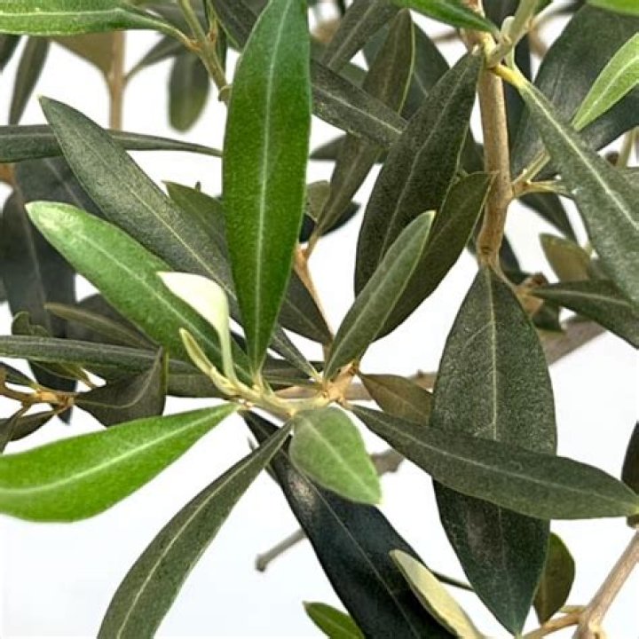 طريقة كيكة الرمل