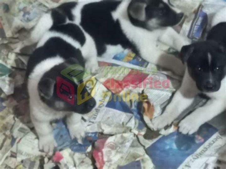 حل كتاب العلوم ثالث ابتدائي الفصل الثالث