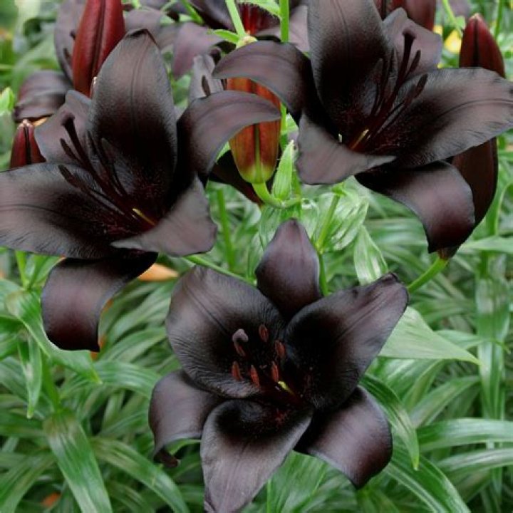 نصار ابن عريبي