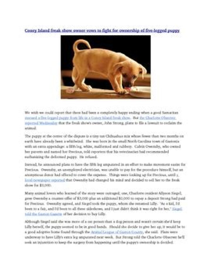 The Extraordinary 5-Legged Puppy: A Unique Canine Companion