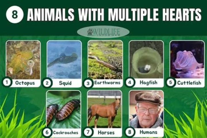 7 Animals That Have Multiple Hearts