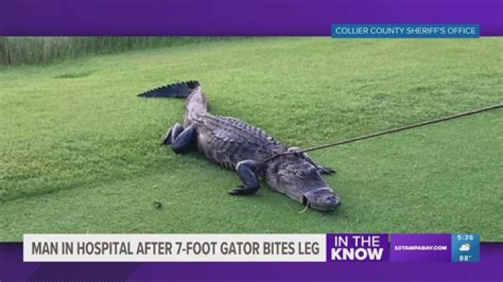 Beware: Massive 7-Foot Gator Spotted!
