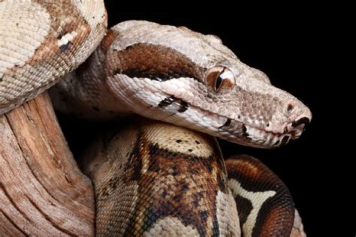 8-foot Pet Boa Constrictor Snake Escapes While Owner Is Sleeping