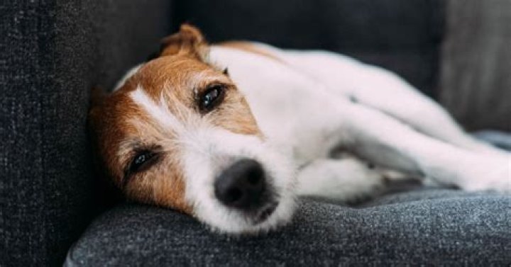 My Dog Has A Mystery Illness: What You Need To Know
