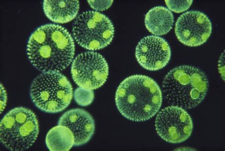 Americans Could Be Surviving on Algae Within Just 30 Years