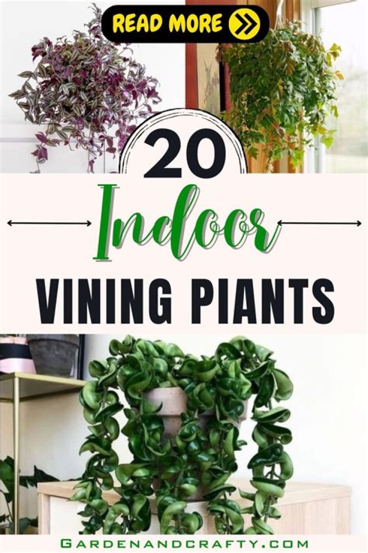 I found a mind-blowing gardening tool on Amazon - people say it would've saved them from so many headaches