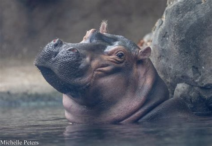 And the winner is ... Cincinnati Zoo announces name of new baby hippo