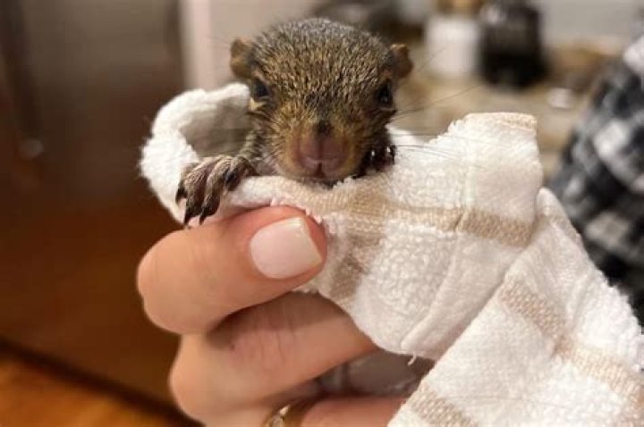 Unlikely Companions: The Curious Connection Between Angie Harmon And A Squirrel