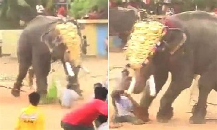 Angry elephant crushes woman to death in Maharashtra