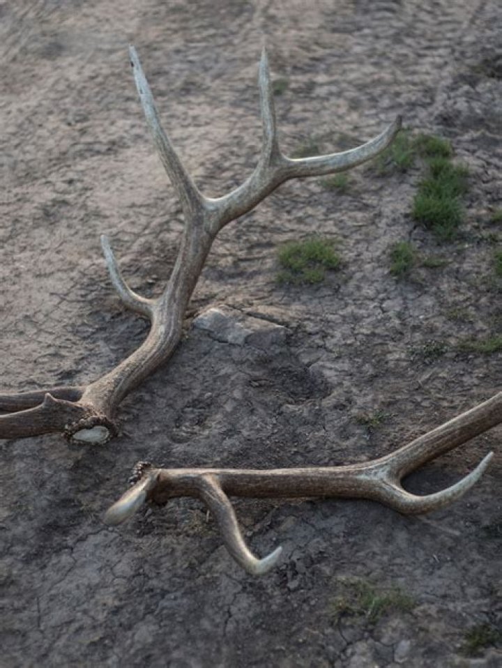 Antler Discount code | £527 - January 2024