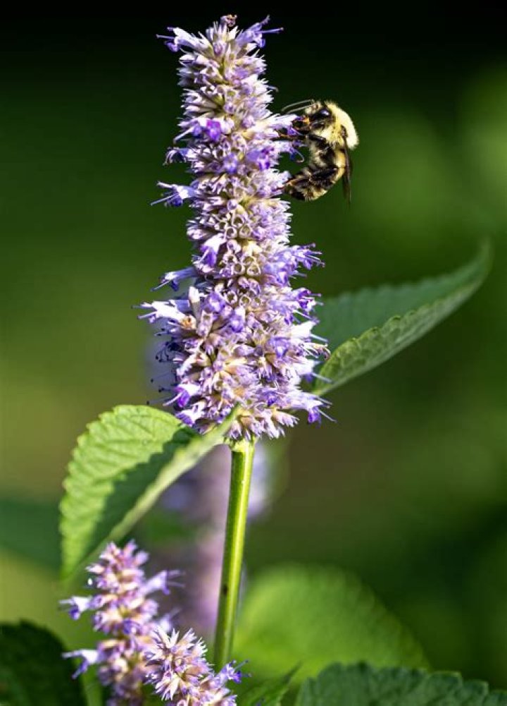 Are bees attracted to lilacs?