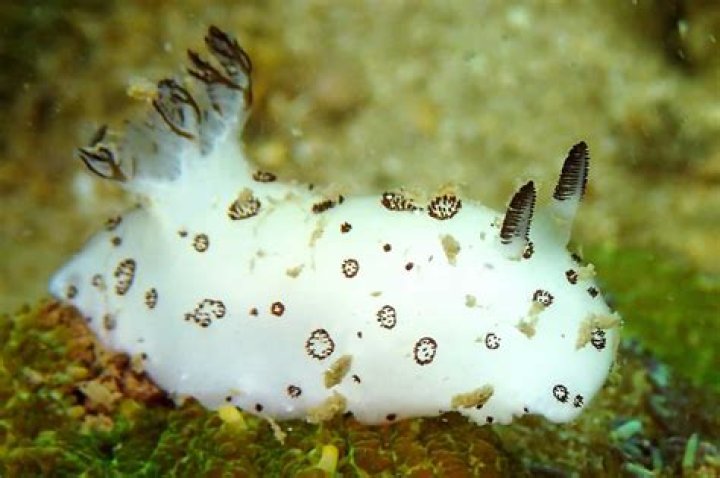 Are Black Sea slugs poisonous?