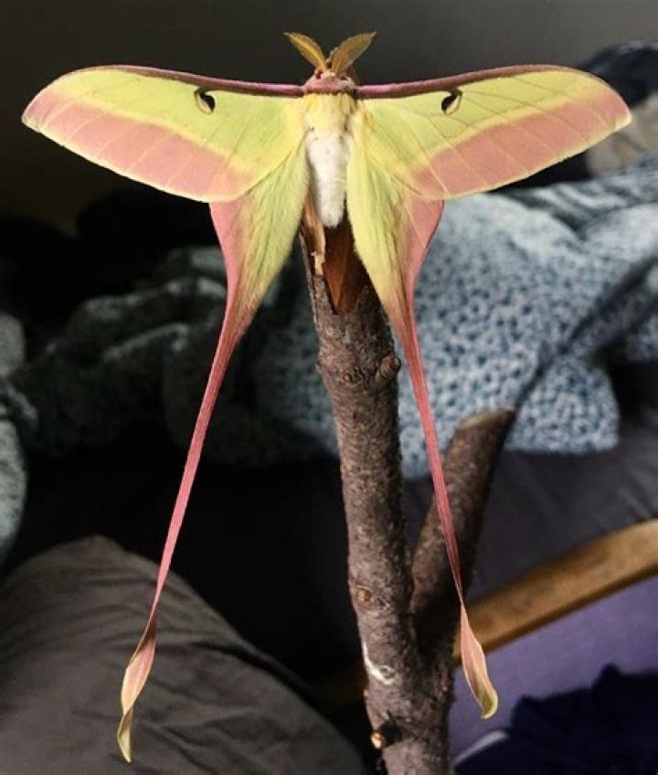 Are luna moth caterpillars poisonous?
