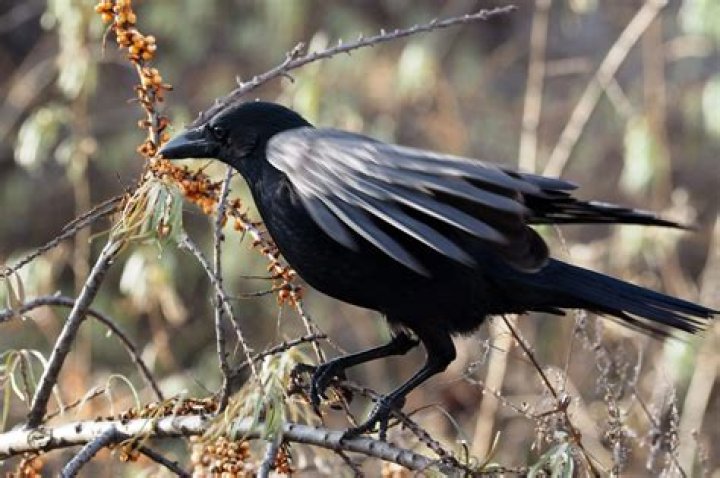 Are there crows in Austin Texas?
