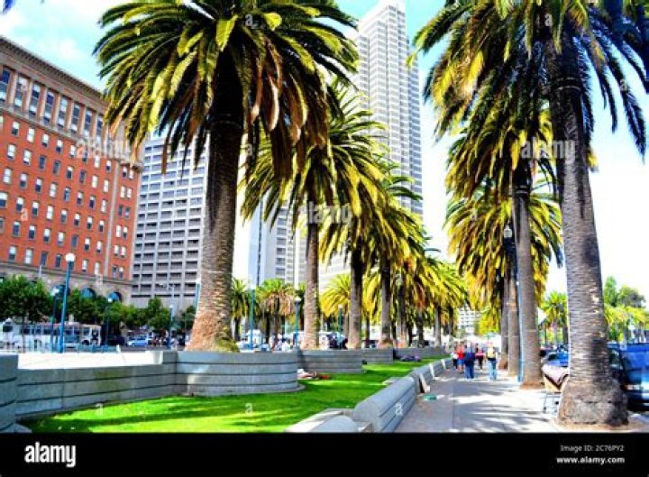 Are there palm trees in San Francisco?