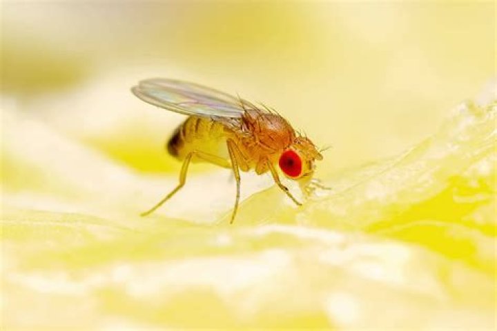 Question: At What Temperature Do Fruit Flies Die