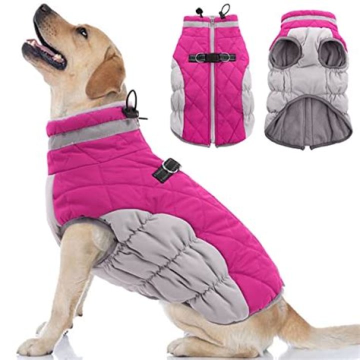 11 best dog coats for winter 2023