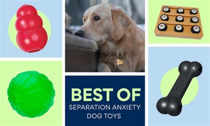 8 Best Dog Treats for Separation Anxiety and Stress 2024
