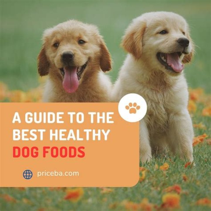 Best Healthy Dog Foods | Us Weekly