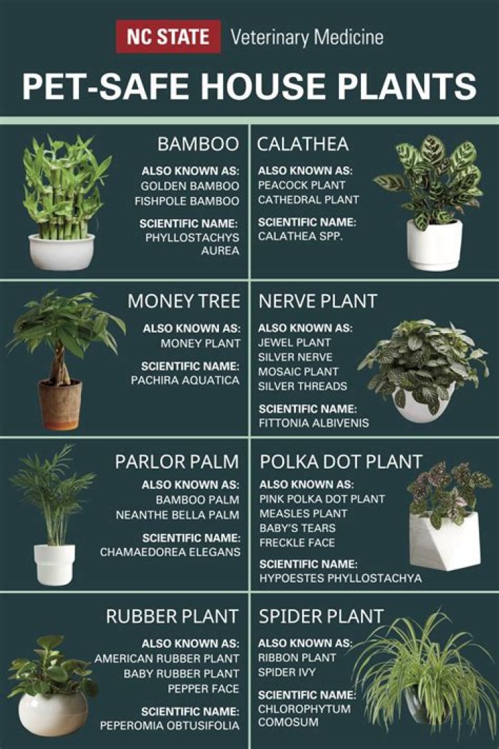 7 best pet-safe indoor plants
