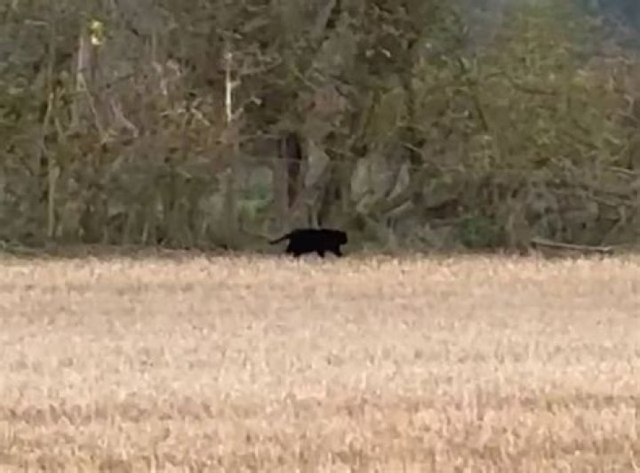 Big cat spotted roaming UK countryside 'was a LEOPARD', says Tiger King star Carole Baskin