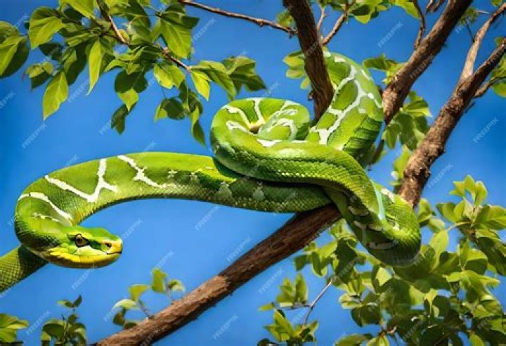 Encountering The Big Snake In Tree: Nature's Mysterious Marvel