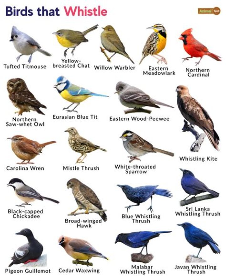 Enchanting Melodies: The Allure Of Bird Whistles In September