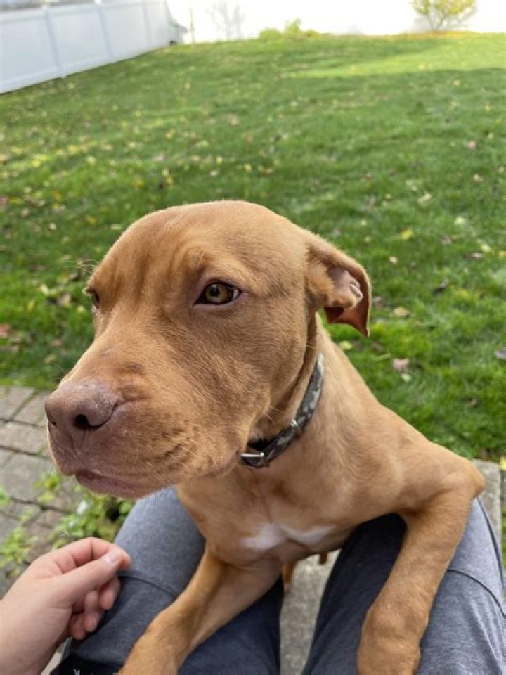 Discovering The Unique Traits Of The Blue Nose Mix Red Nose Pitbull