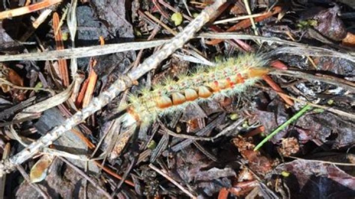 Boise National Forest experiences damaging Tussock moth outbreak