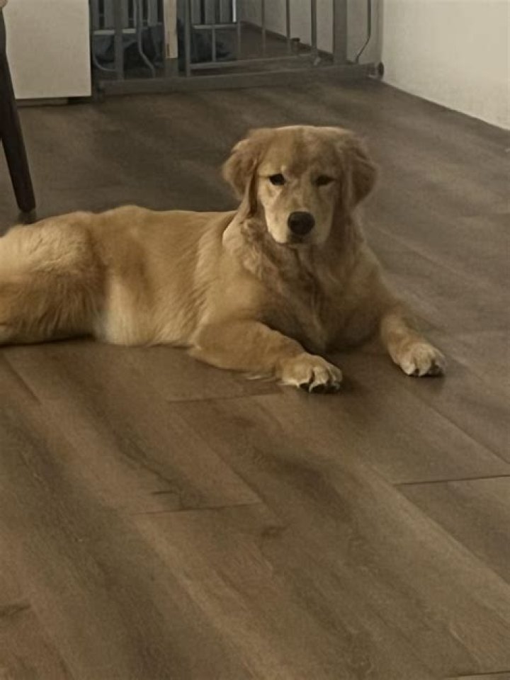 I bought a 'purebred' Golden Retriever online for £23... but when my new dog arrived I was appalled
