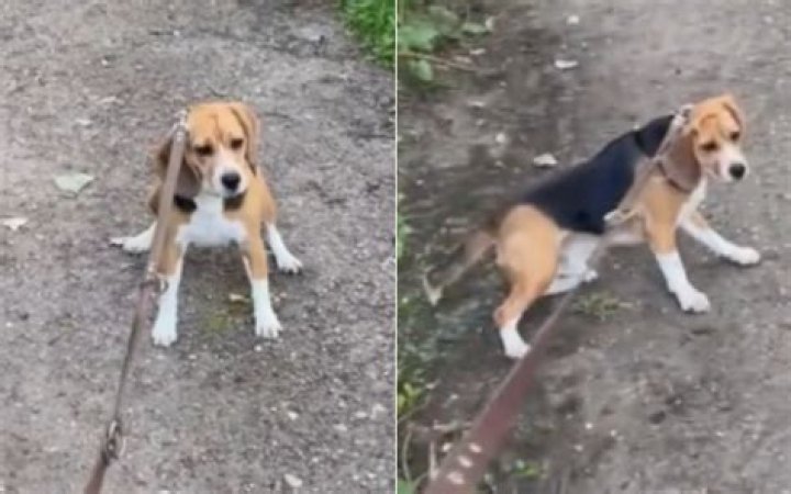 Watch Brave Beagle Working Up the Courage To Face 'Nemesis' on Walk