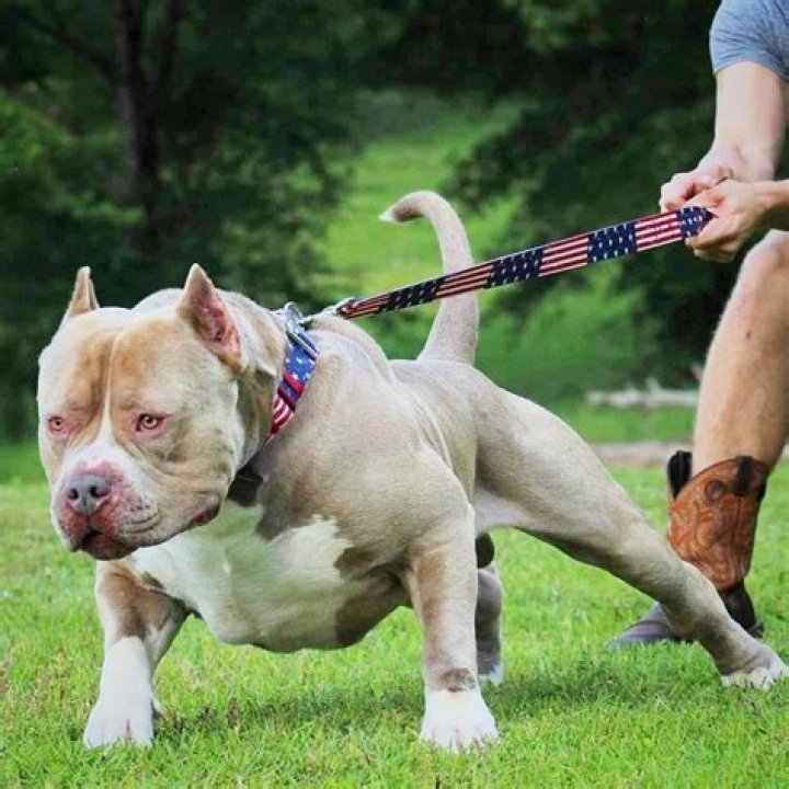 How ruthless breeders have developed a terrifying ten stone XXL Bully devil dog which experts say WILL kill