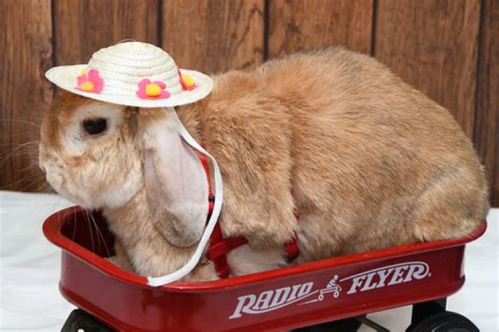 Bunfest Hops Back on the Scene