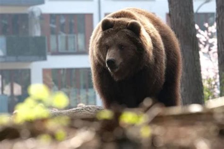 Unforgettable Encounter: A California Man Stunned After Bear Walks Into Kitchen