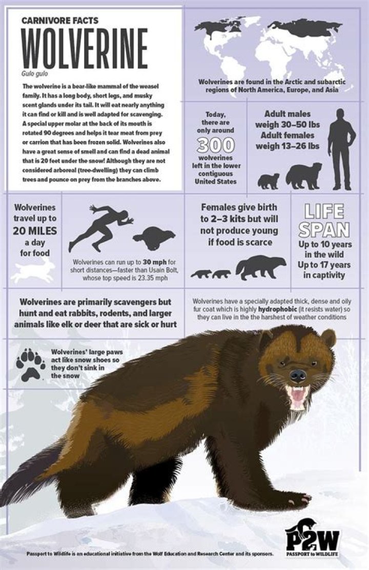 Question: Can A Human Eat A Wolverine