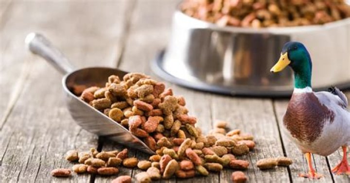 Can chickens and ducks eat dog food?