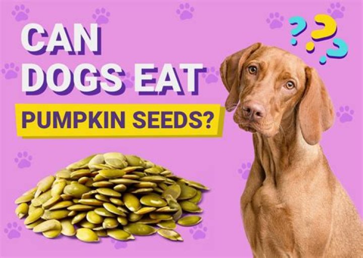 Are Pumpkin Seeds Safe For Dogs? Discovering The Truth About Canines And Pumpkin Seeds