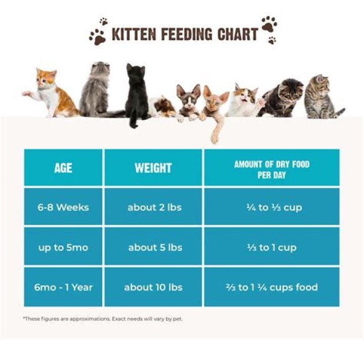 Quick Answer: Can I Feed Kitten Food To My Senior Cat