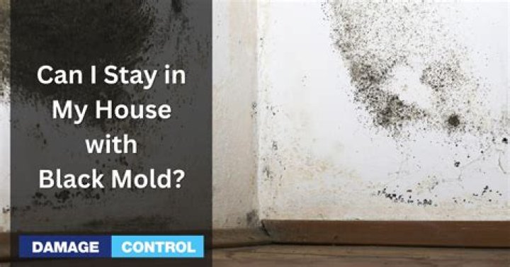 Can I Stay In My House With Black Mold 3