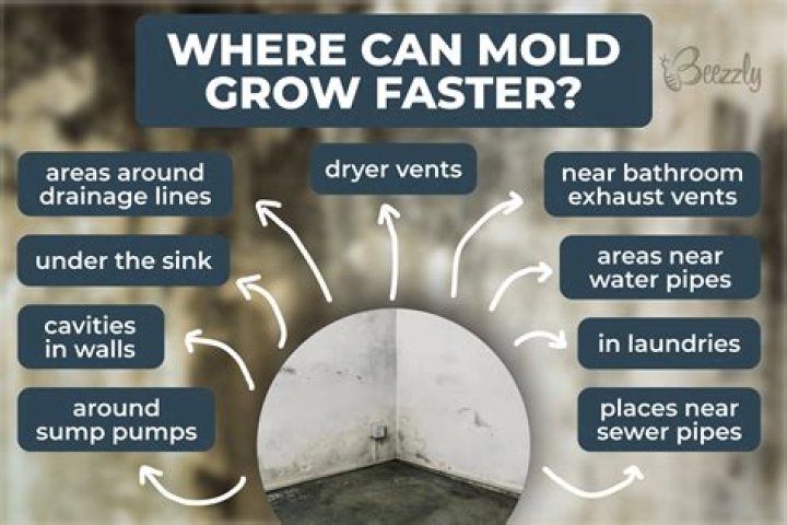 Can Mold Grow In Plaster Walls